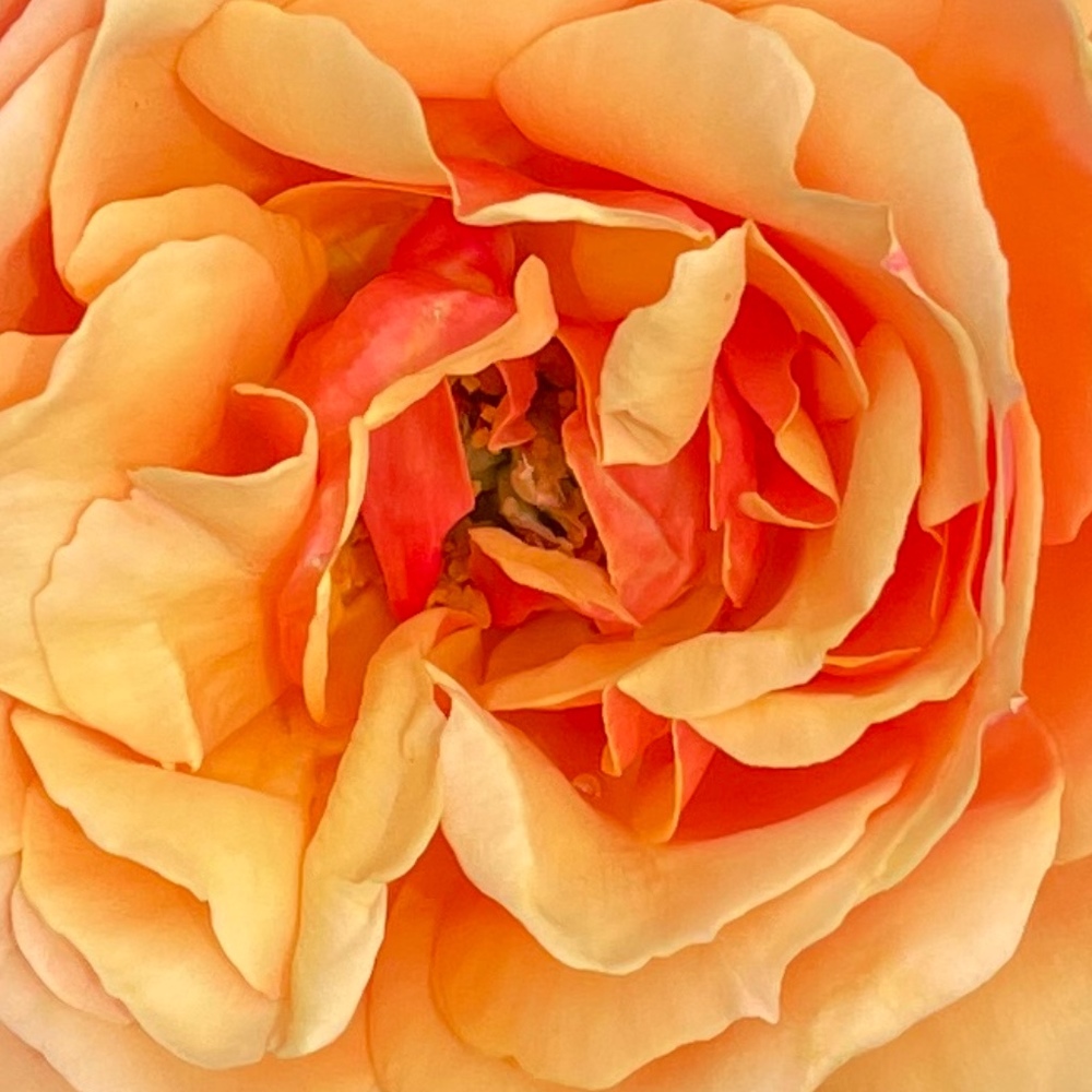 Meet your Posher, Karen S.